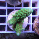 Acropora secale Indonésie acro7927