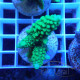 Acropora secale Indonésie acro7927