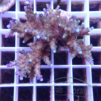 Acropora sp Indonésie acro7930