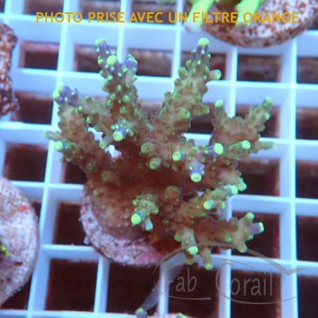 Acropora valida Indonésie acro7931