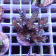 Acropora valida Indonésie acro7931