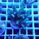 Acropora valida Indonésie acro7931