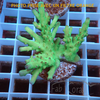 Acropora valida Indonésie acro7932