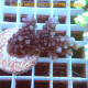 Acropora granulosa Indonésie acro7934