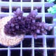 Acropora granulosa Indonésie acro7934