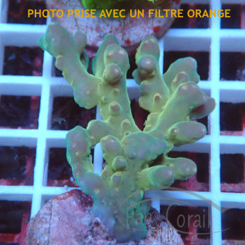 Acropora gomezi Indonésie acro7936