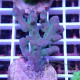 Acropora gomezi Indonésie acro7936