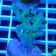 Acropora gomezi Indonésie acro7936