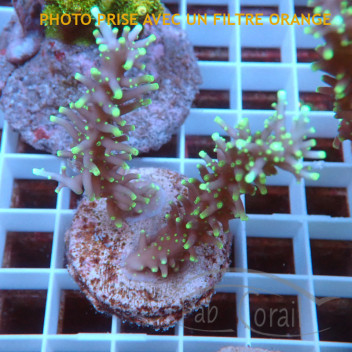 Acropora carduus hurlock elevage local acro7832