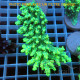 Acropora aculeus australie acro7911