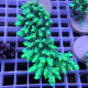 Acropora aculeus australie acro7911