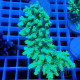 Acropora aculeus australie acro7911