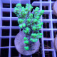 Acropora aculeus australie acro7940