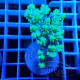 Acropora aculeus australie acro7940