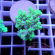 Acropora aculeus australie acro7942