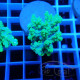 Acropora aculeus australie acro7942