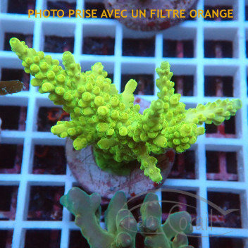 Acropora gomezi Indonésie acro7936