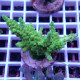 Acropora gomezi Indonésie acro7936