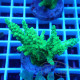 Acropora gomezi Indonésie acro7936