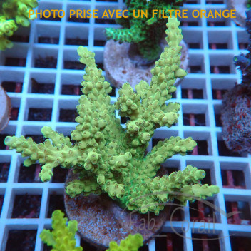 Acropora sp Indonésie acro7952