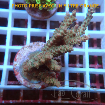 Acropora sp Indonésie acro7953