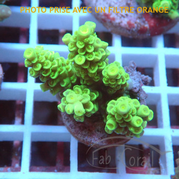 Acropora sp Indonésie acro7954