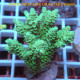 Acropora tenuis Indonésie acro7957