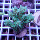 Acropora tenuis Indonésie acro7957