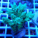 Acropora tenuis Indonésie acro7957