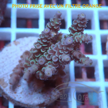 Acropora tenuis duo Indonésie acro7959