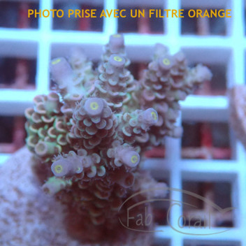 Acropora tenuis Indonésie acro7960