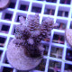 Acropora tenuis Indonésie acro7960