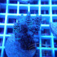 Acropora tenuis Indonésie acro7960