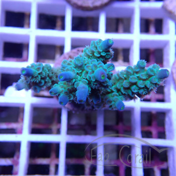 Acropora tenuis Indonésie acro7962