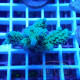 Acropora tenuis Indonésie acro7962