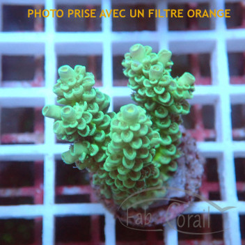 Acropora tenuis Indonésie acro7963