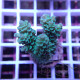 Acropora tenuis Indonésie acro7963