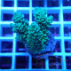 Acropora tenuis Indonésie acro7963