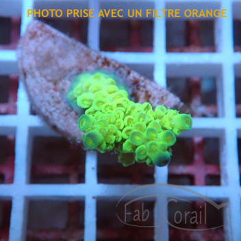 Acropora tenuis Indonésie acro7965