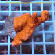 Montipora digitata rouge monti1453