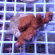 Montipora digitata rouge monti1453