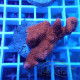 Montipora digitata rouge monti1453