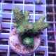 Acropora humilis Indonésie acro7971