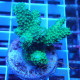 Acropora humilis Indonésie acro7971