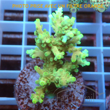 Acropora humilis Indonésie acro7973