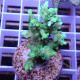 Acropora humilis Indonésie acro7973