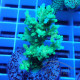 Acropora humilis Indonésie acro7973