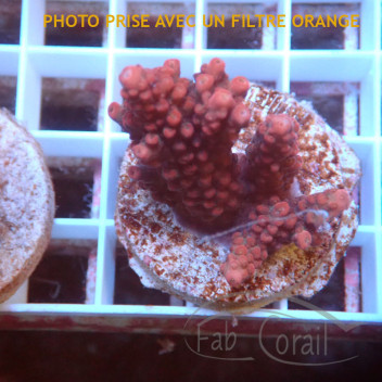 Acropora sp Indonésie acro7977