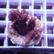 Acropora microclados Indonésie acro7976