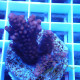 Acropora microclados Indonésie acro7976